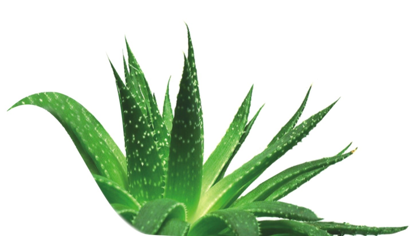 Aloe vera extract