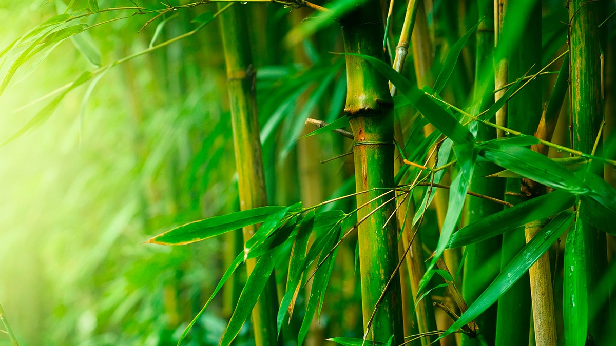 Bamboo Extract